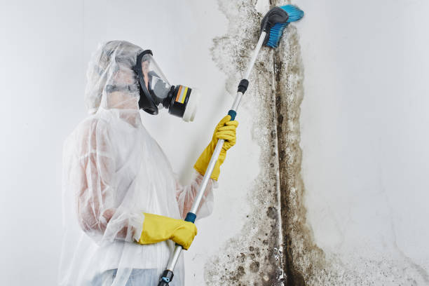 Best Mold Remediation for Vacation Homes  in Albany, CA